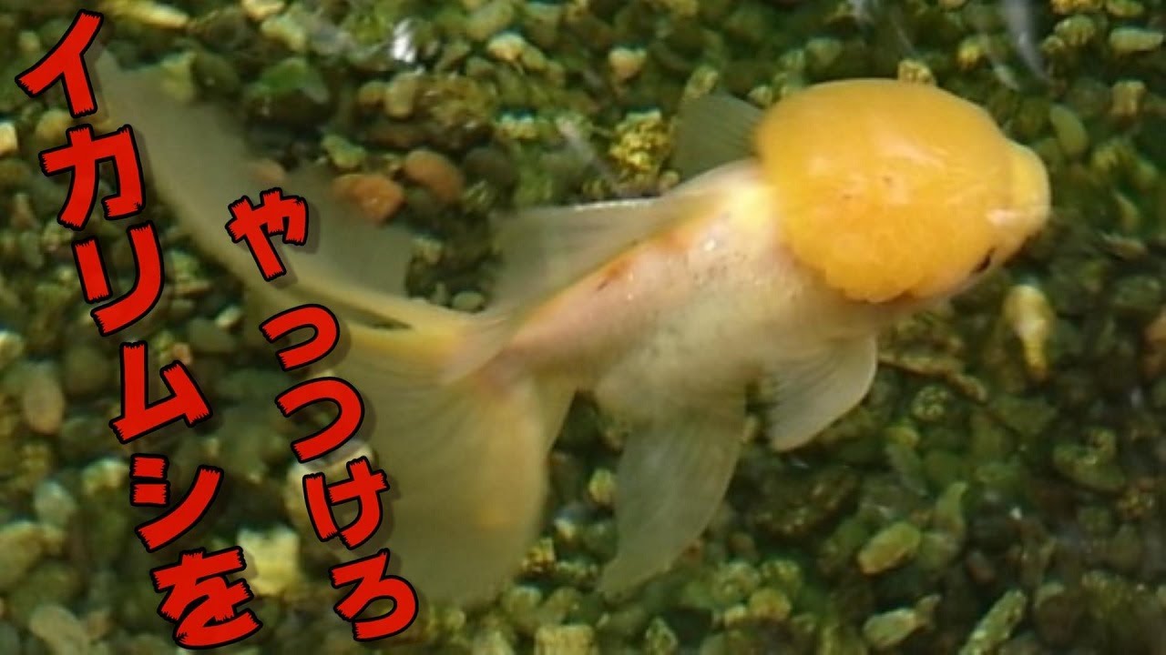 【再】金魚のイカリムシ対策にデミリン投入