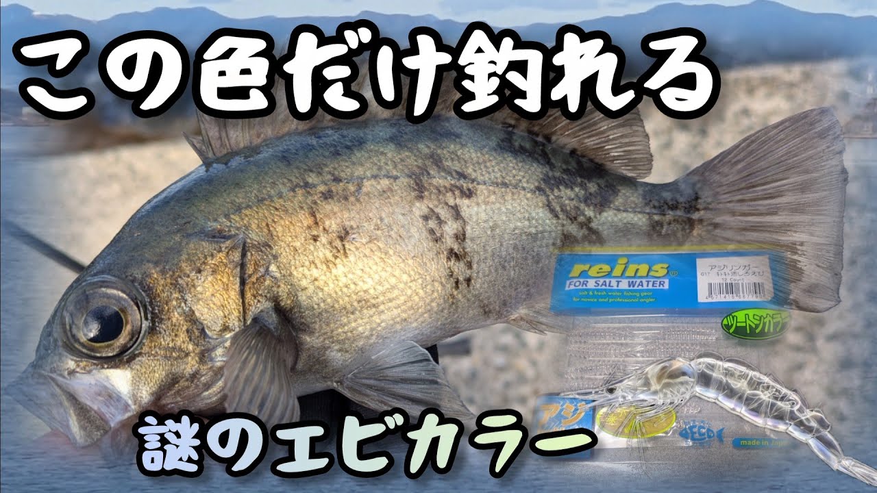   昼でも釣れた！この色だけ反応したデイメバリング【瀬戸内海】