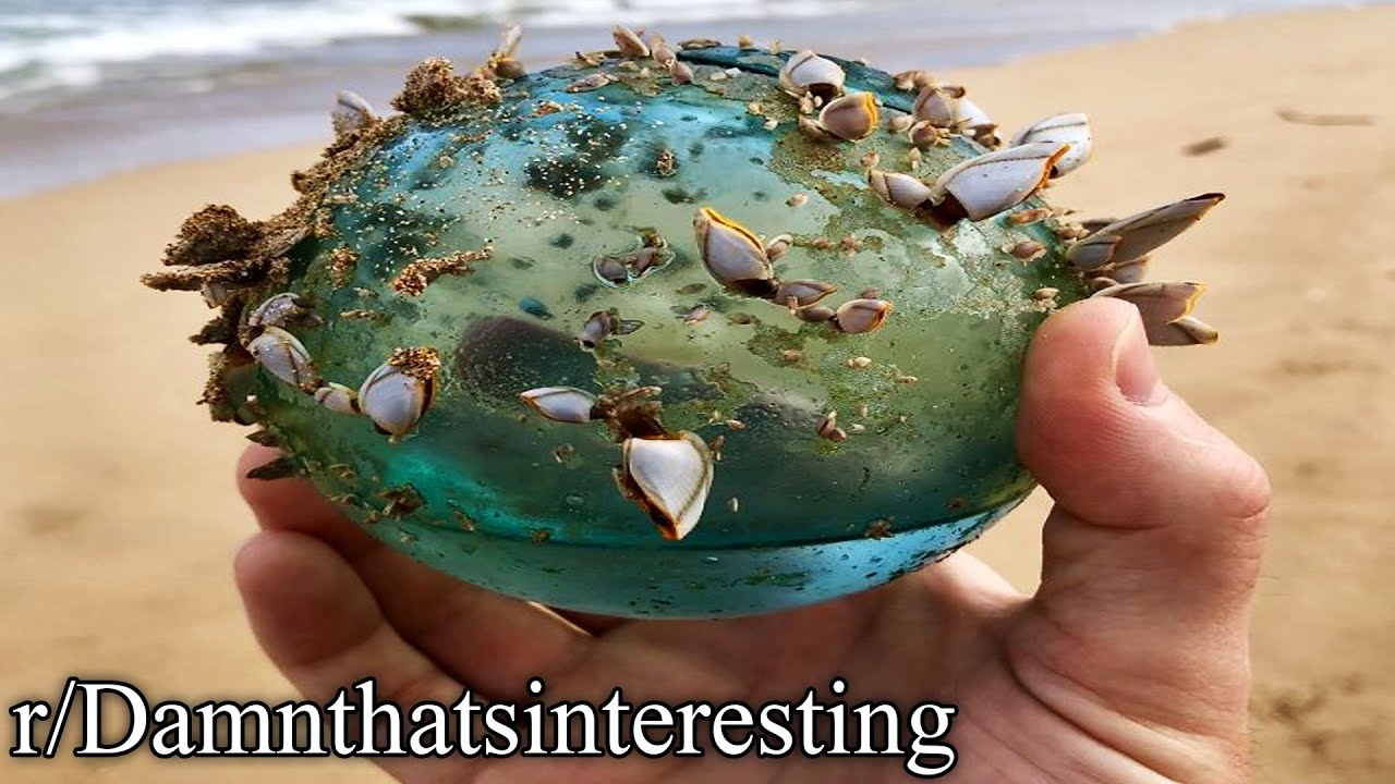 r/Damnthatsinteresting | orb of the ocean