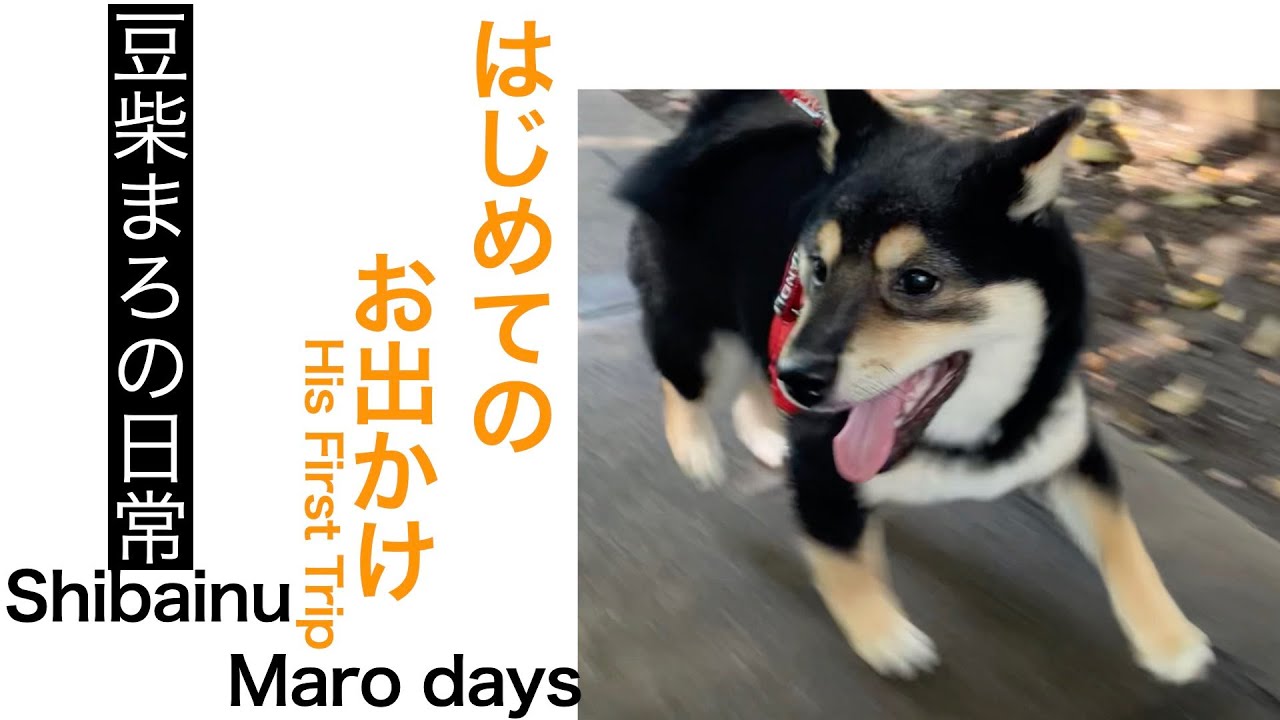 まろくんはじめての遠出【His first long trip】
