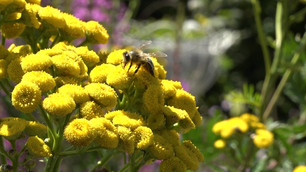 Bienen, Hummel, Schmetterlinge - Nisthilfen im Naturgarten, Dahoam im Garten - Salzburg AG TV