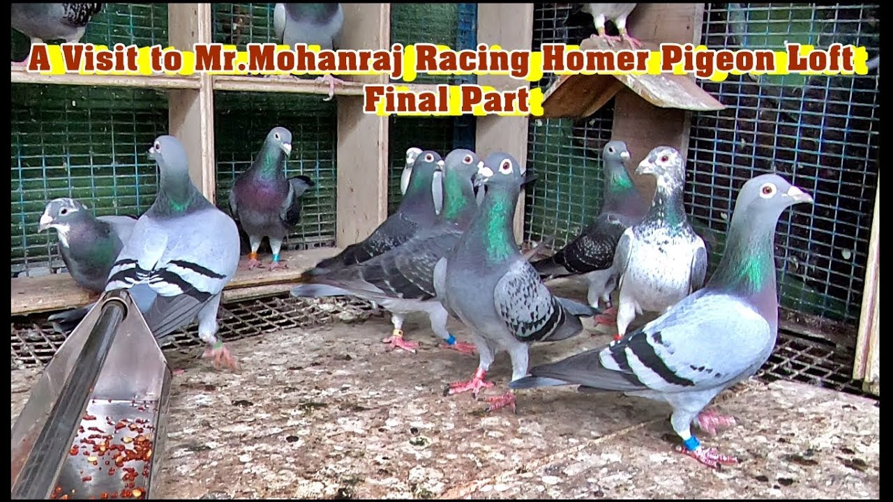பந்தய புறாக்களின் வரலாறு ,வளர்ப்பு முறை | A Visit to Mr.Mohanraj Homer Pigeon Loft | Final Part