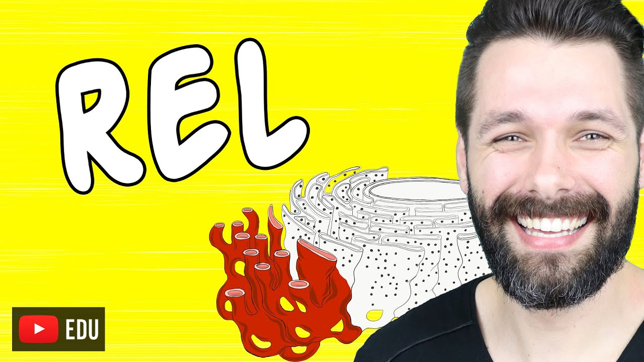 RETÍCULO ENDOPLASMÁTICO LISO OU AGRANULAR | Biologia com Samuel Cunha