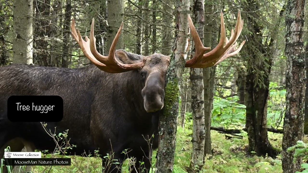 Look For Battle Scars on the Bull Moose #alaska #wildlife #moose
