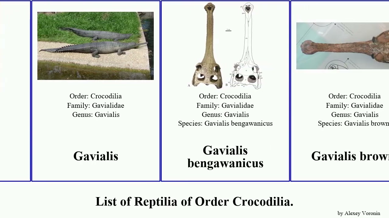 List of Reptilia of Order Crocodilia. Gavialis Borealosuchus Dakosaurus Tomistoma Aktiogavialis