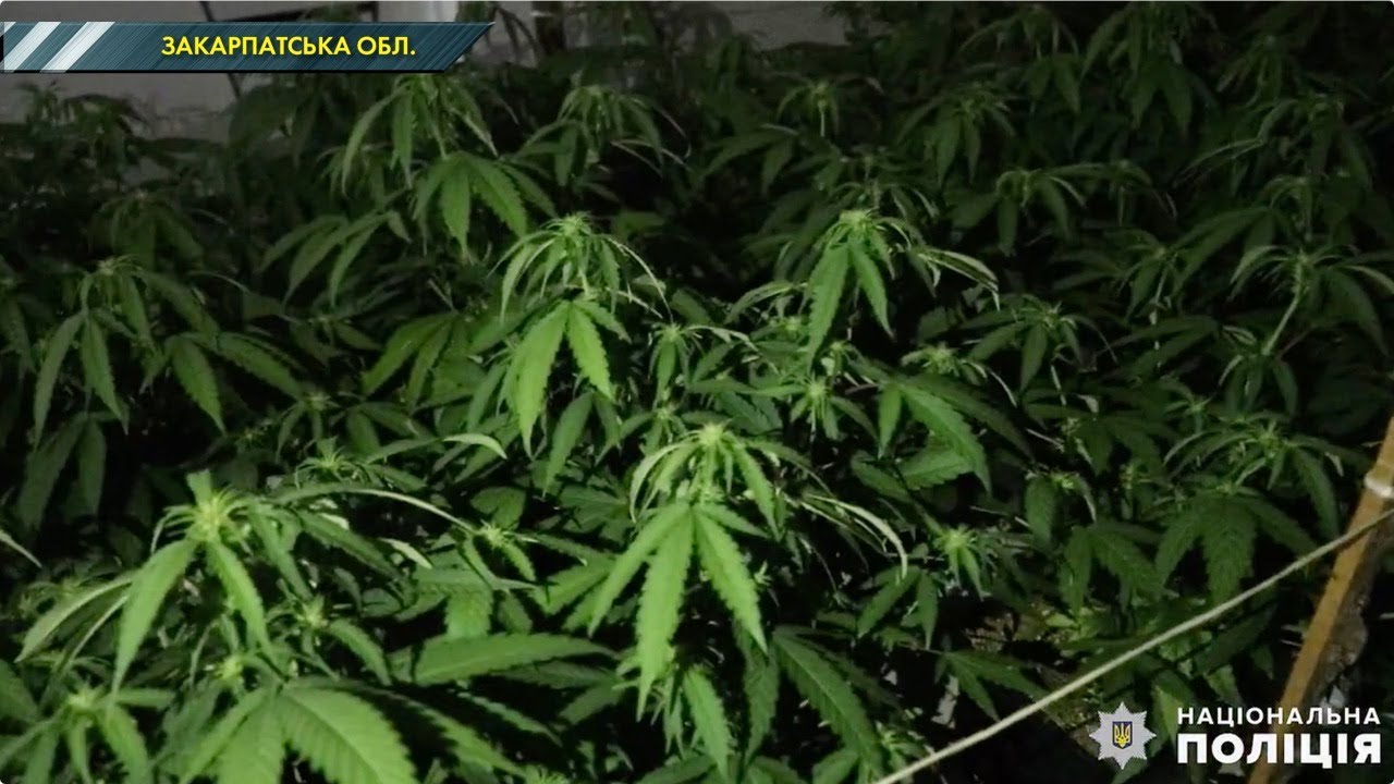 На Закарпатті викрили підземну плантацію конопель