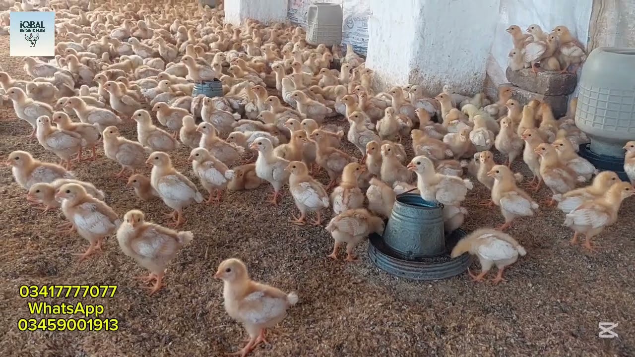 Debeaking/ Lohman Chicks for Sale/ Best Organic Egg Laying Breed