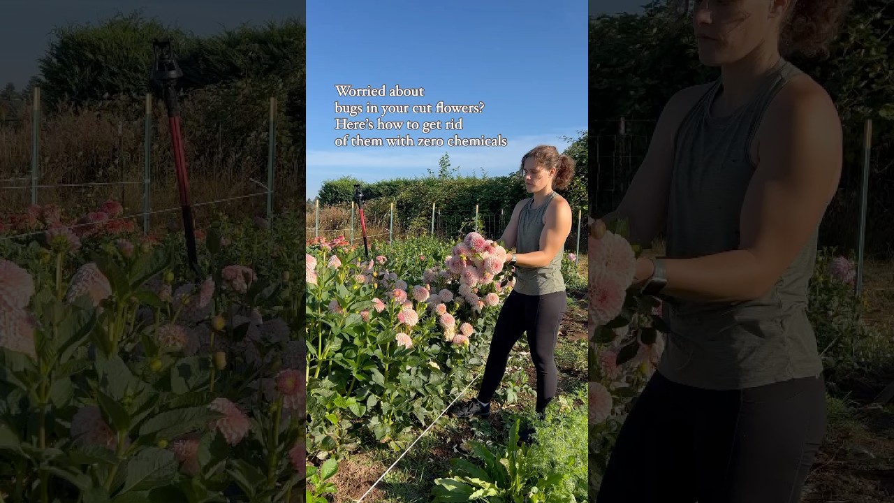 Działa z większością z nich! #dalie #farmer kwiat&oacute;w #farma kwiat&oacute;w #ogr&oacute;d #rośliny
