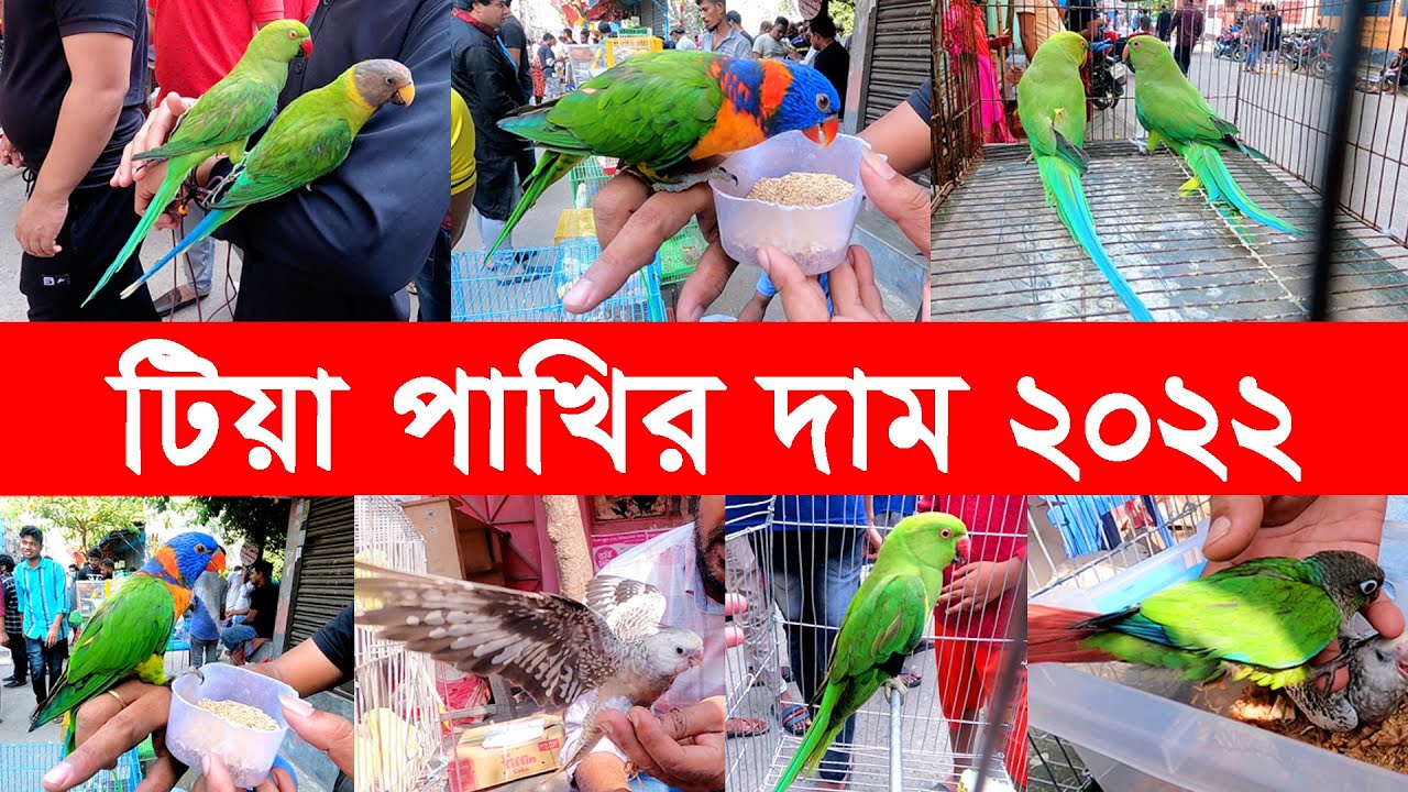 টিয়া পাখির দাম 2022 | Parrot Price In Bangladesh | Bird Market 2022 | Mirpur Pakhir Hat