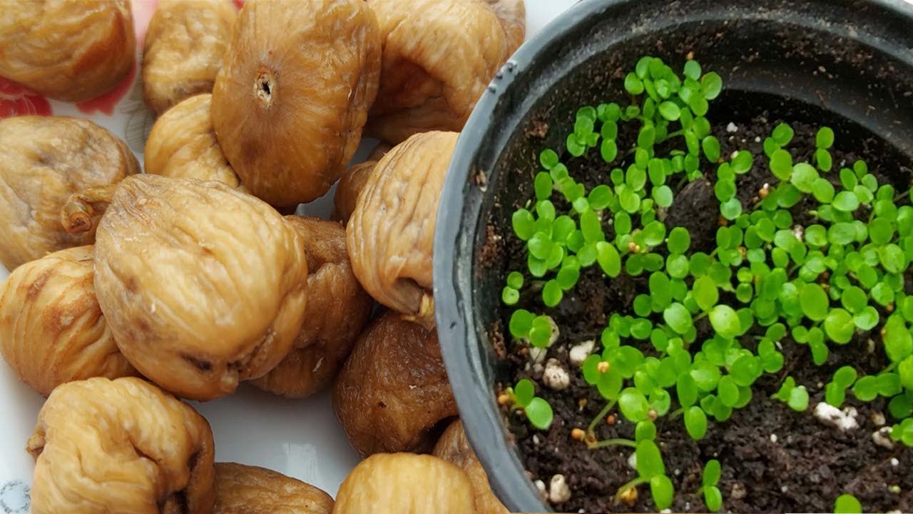 زراعة التين من البذور Fig tree