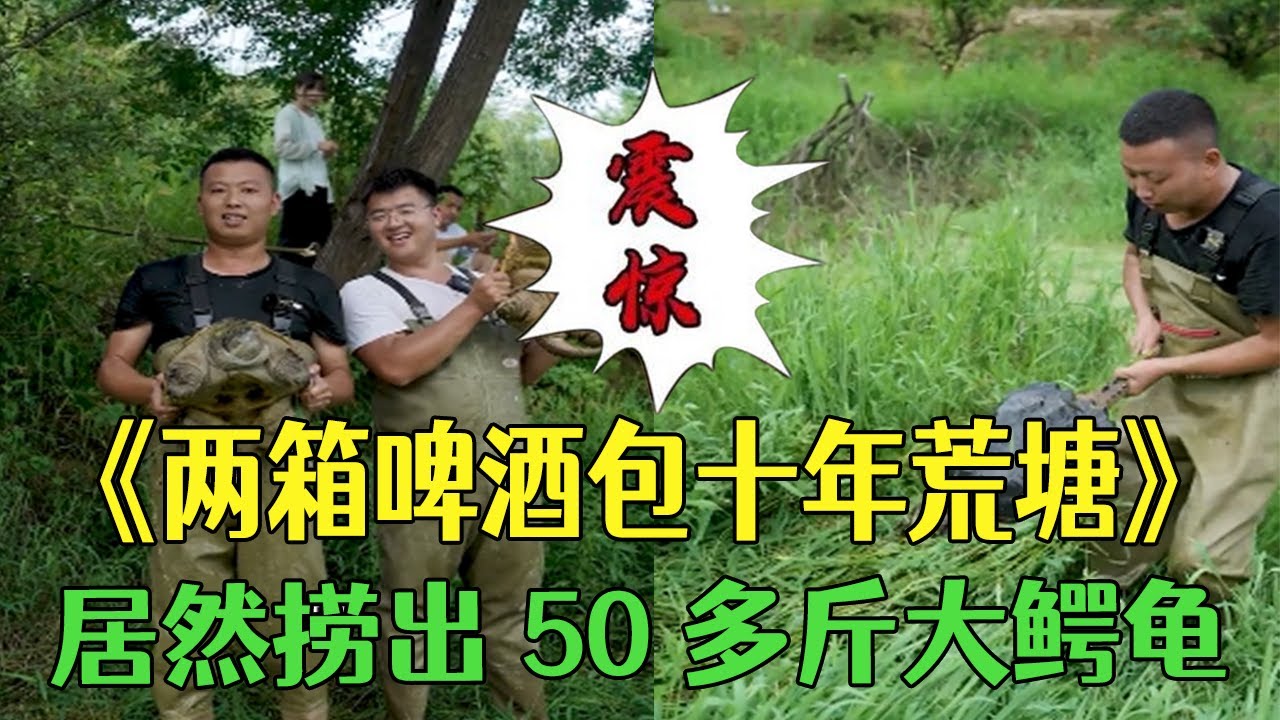 兩箱啤酒包下十多年沒人敢下去的荒塘，居然撈出50多斤大鳄龜#小飛哥  #三農#戶外#新農人計劃#我要上熱門#抓魚