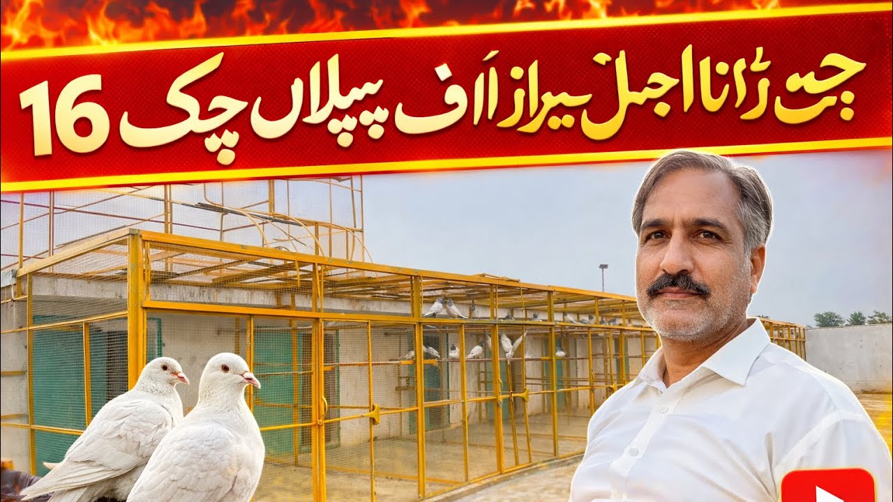 Peigon Loft Rana Ajmal Sheraz of piplan chk 16ml#foru #pigeon #kabootar #pigeonlaver 