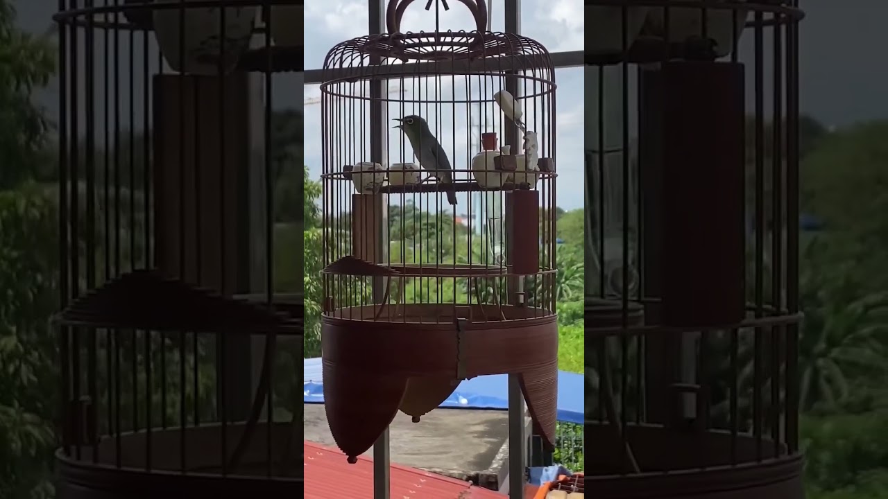 Pleci daput gacor dor teembakan rapat ngerol 