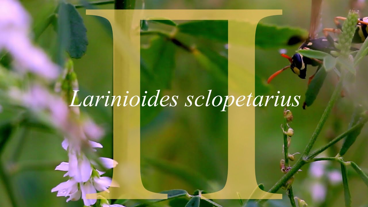 Larinioides sclopetarius. Азбука юного энтомолога