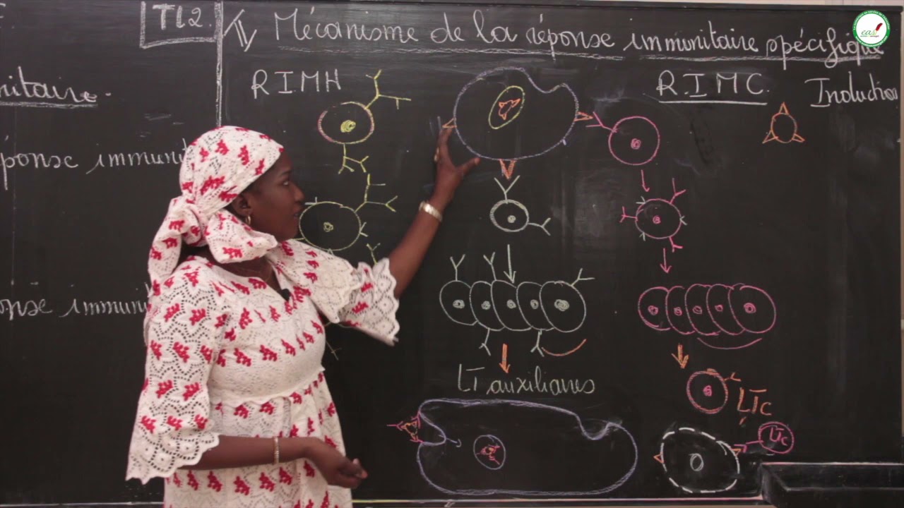 Cours - Terminale L - SVT:  La réponse immunitaire / Suite 1 / Mme Cissé