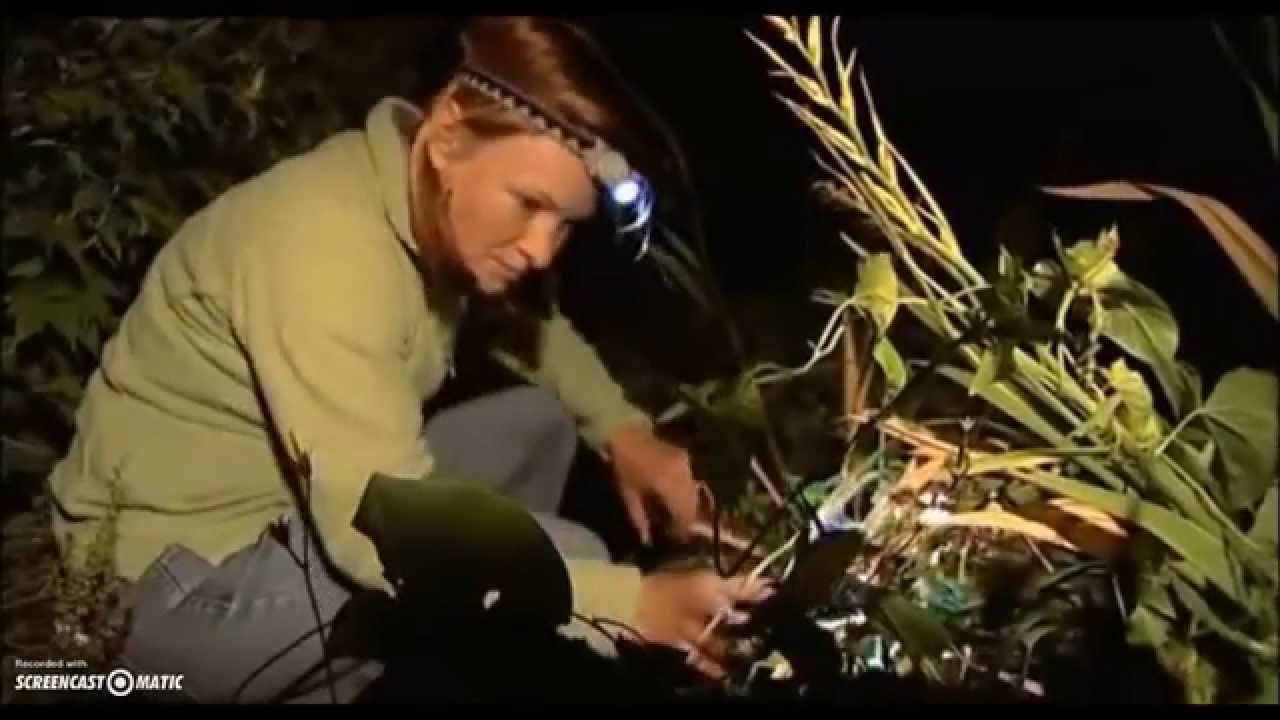 Midwife Toads on The One Show (2010)