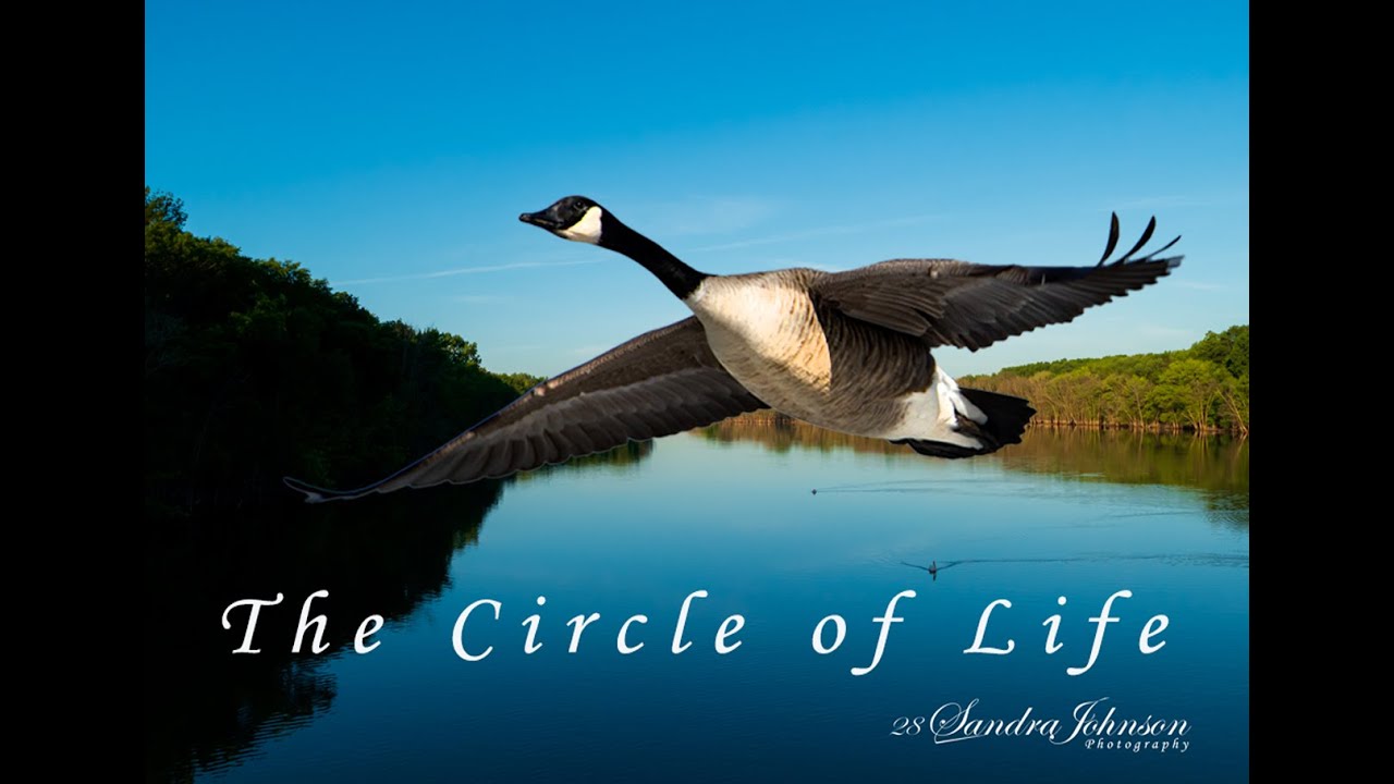 The Circle of Life - Of a Canadian Goose, from the Egg, to a Gosling, Teenager and Adult.