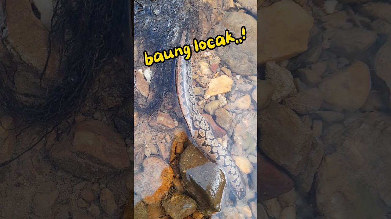 baung Locak, juga disebut Tailan!