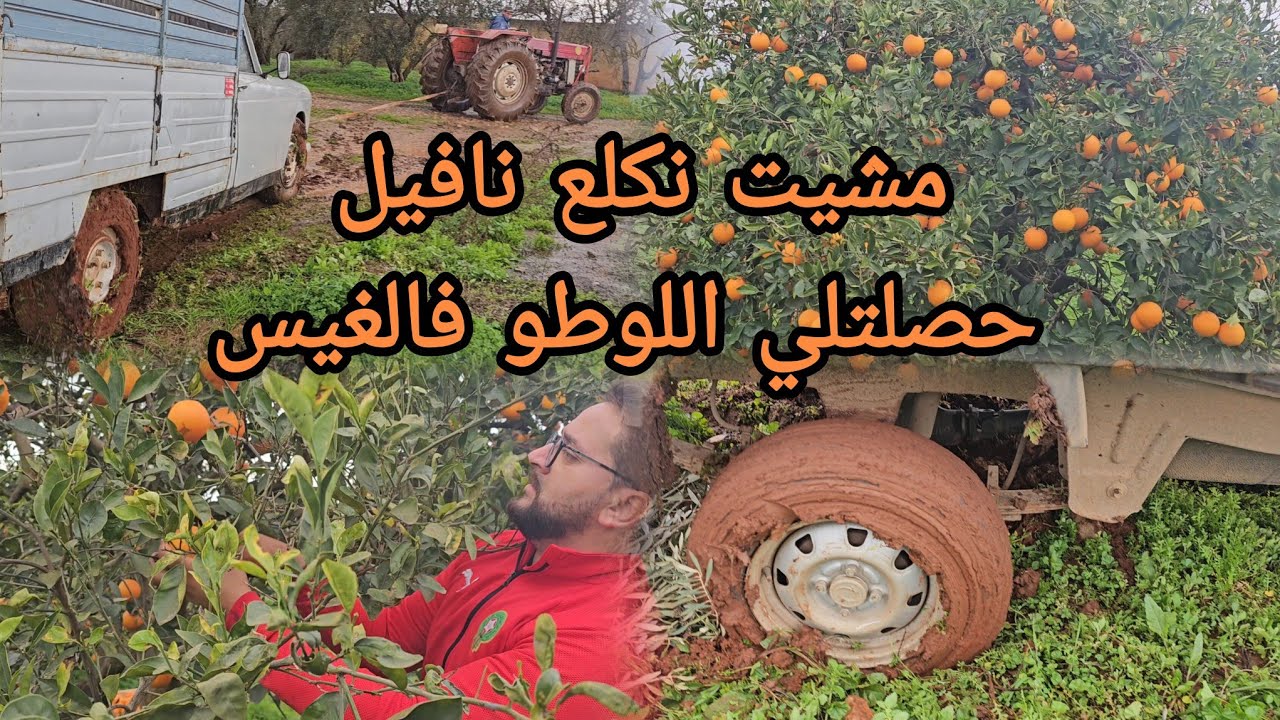 تحت أمطار قوية وتابروري 🌧أجي تشوف لوطو غرّقات فالتراب داخل الفيرمة 🍊