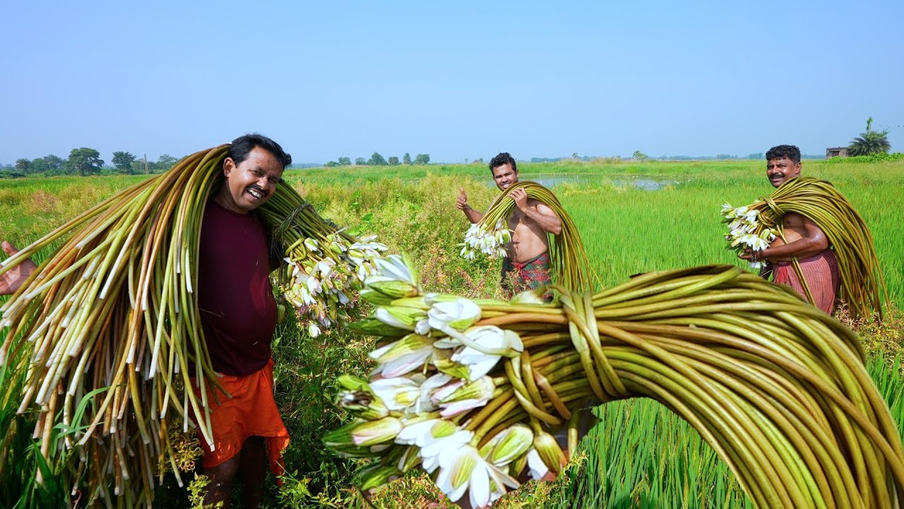 Water Lily & Prawn recipe | Bengali famous Sapla recipe | Pond fresh Water lily picking & cooking