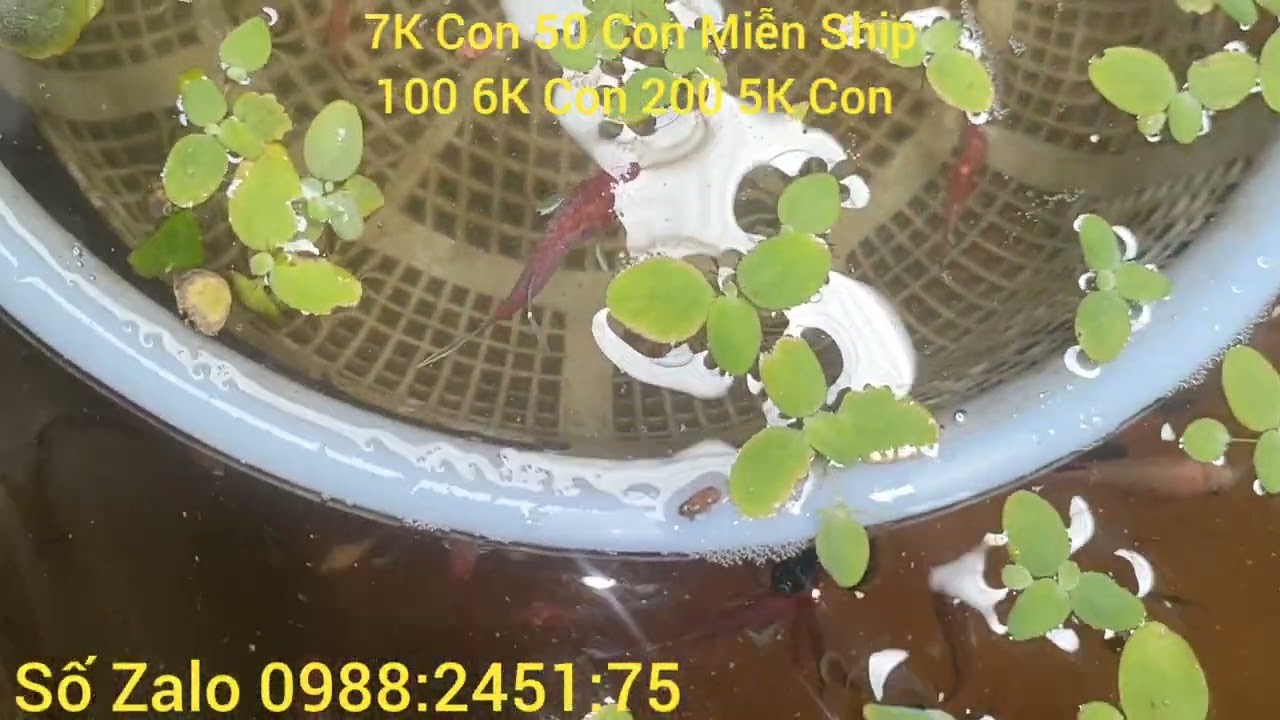 Tiếp tục đợt cá mới nghe anh em 