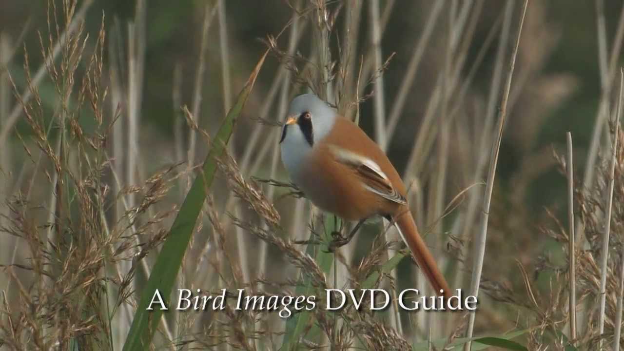 Birdwatching at RSPB Titchwell Marsh