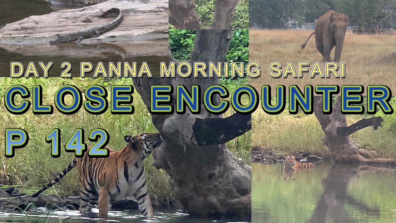 PANNA TIGER RESERVE, DAY 2 MORNING SAFARI  TIGER P142, MP.