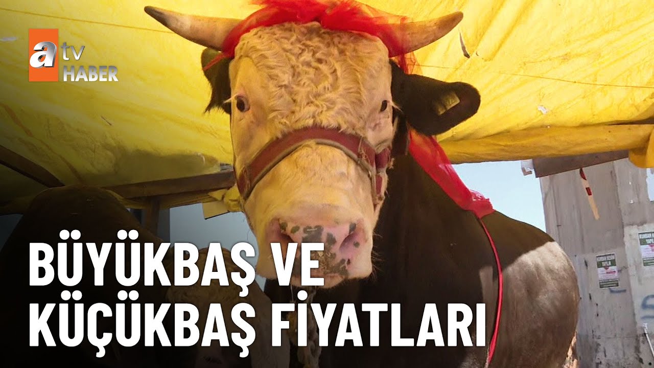 Bu sene kurbanlıklar ne kadar? - atv Ana Haber 5 Haziran 2023