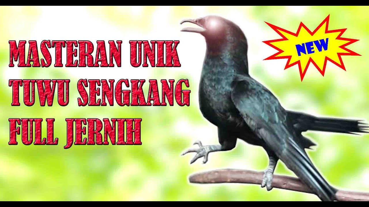 MASTERAN UNIK BURUNG TUWU SENGKANG GACOR JERNIH