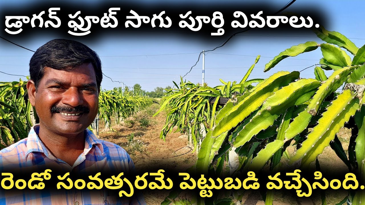 Dragon Fruit Cultivation|Dragon Fruit Farming|Dragon Fruit Crop|డ్రాగన్ ఫ్రూట్ సాగు.