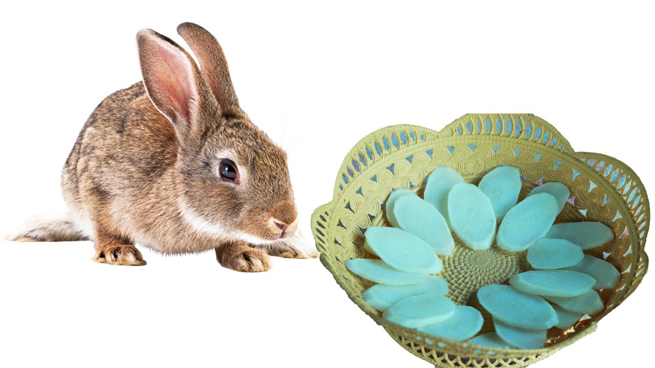 Amazing Technology Baby Rabbit Eating At Home How To make Vegetable For Rabbit Eat
