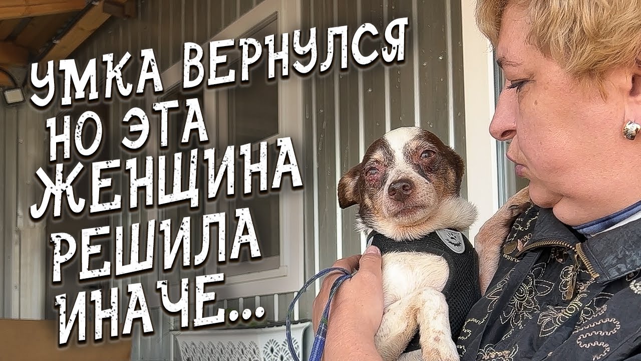 Спасение животных / Вернулась в приют, но надолго ли?