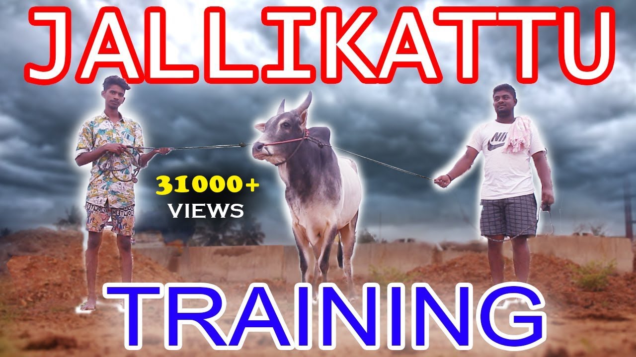 JALLIKATTU TRAINING | FIGHT PRACTICE | 2021 | INFORMER