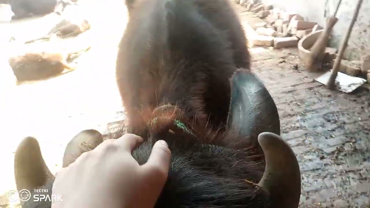 First Vlog Dairyfarm🐃🐄🐓14-2-2026