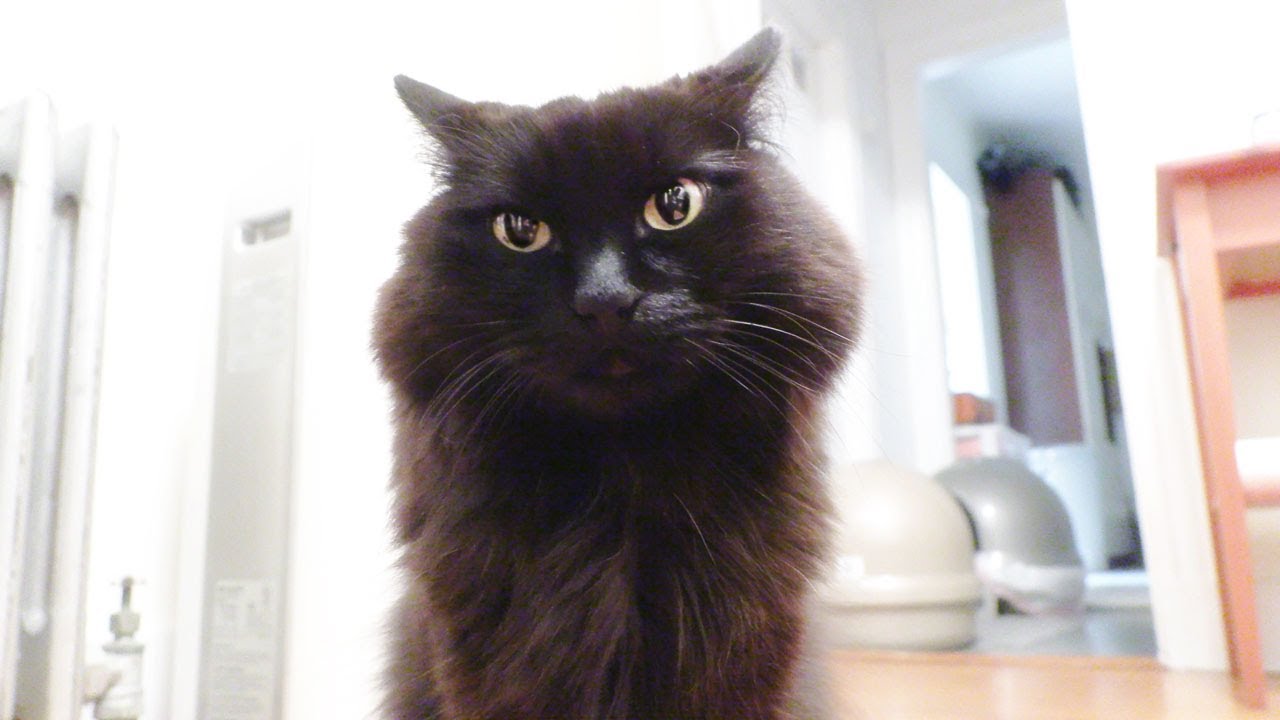 【しゃべる猫】飼い主に留守にされて拗ねた猫の表情が可愛すぎた！【しおちゃん】