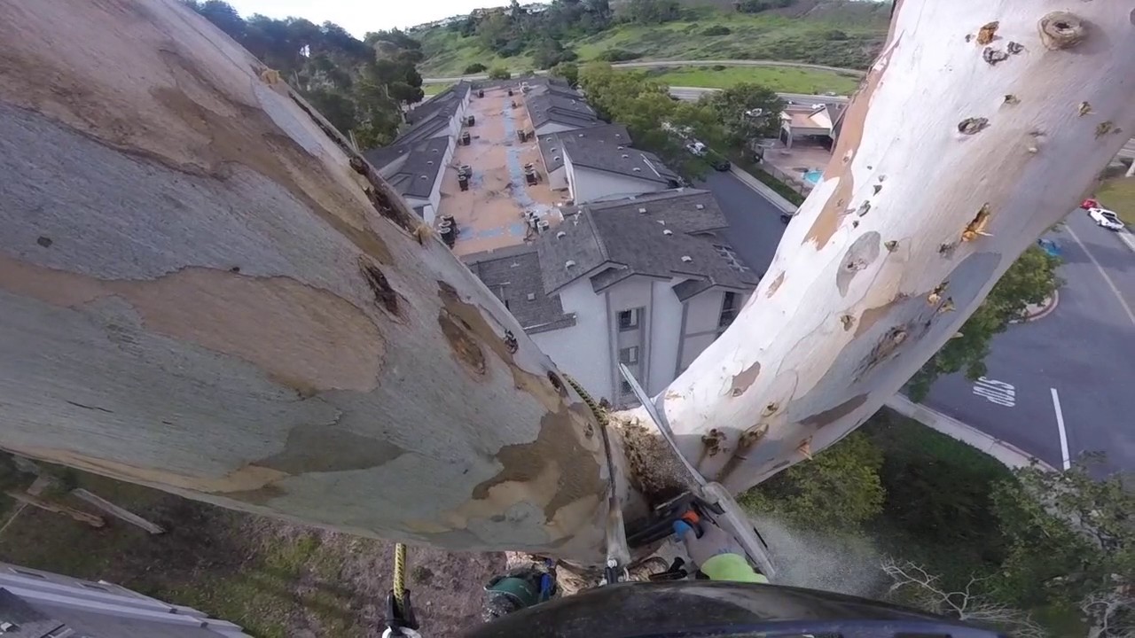 eucalyptus tree removal