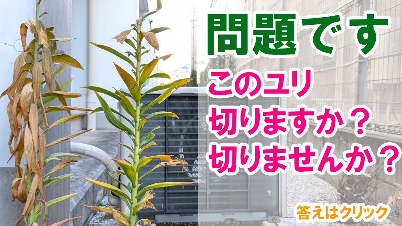 問題です！このユリ切る？切らない？どっち！？