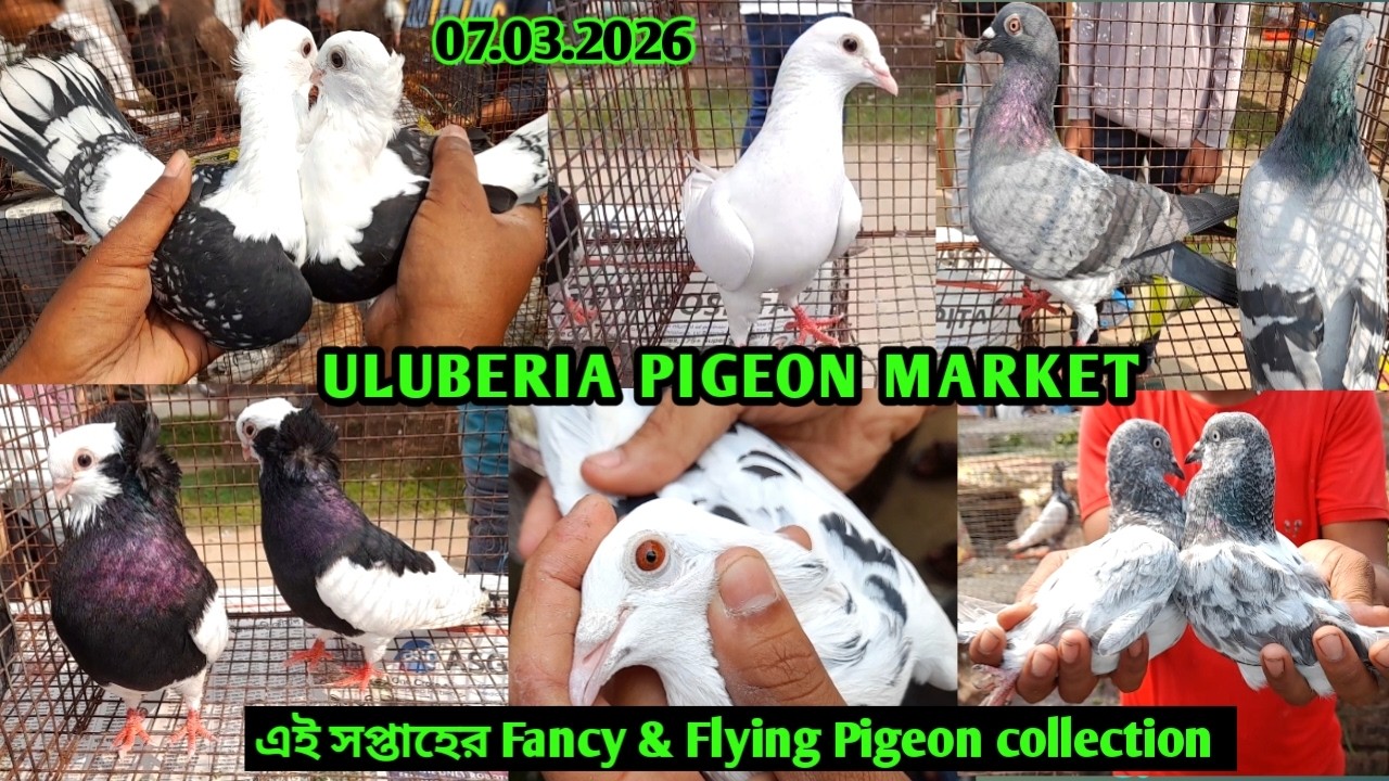 Recent Pigeon price update at Uluberia pigeon market on 07.03.26 | Fancy Pigeon & skycutter pigeon 