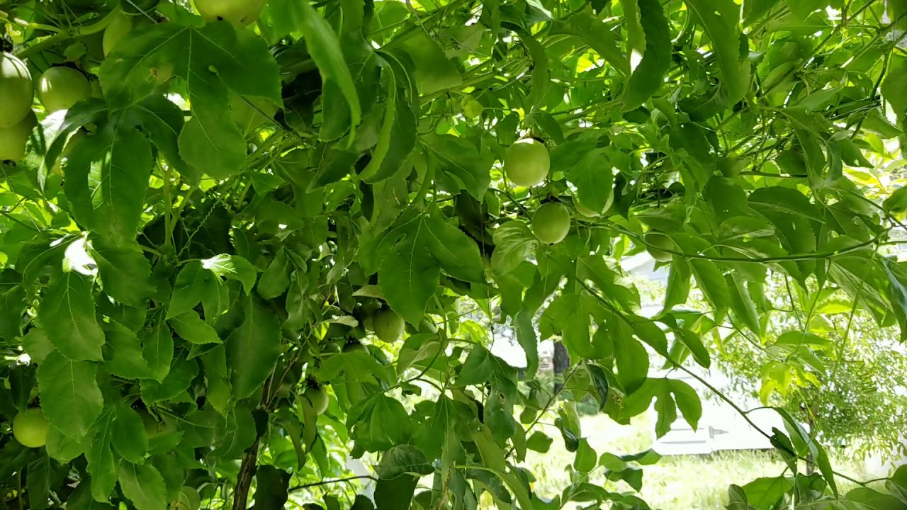 how to grow passionfruit in North Carolina?