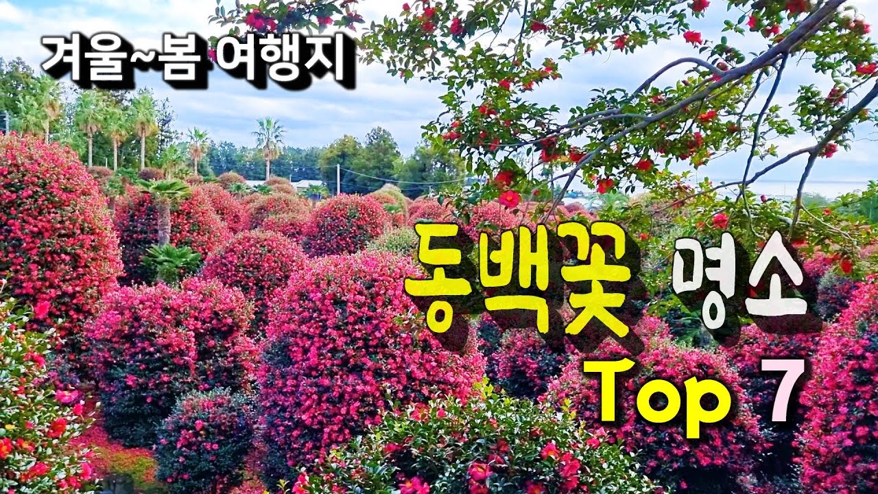 꽃이 그리운 겨울엔~, 동백꽃 명소 7곳ㅣ 최근 정보