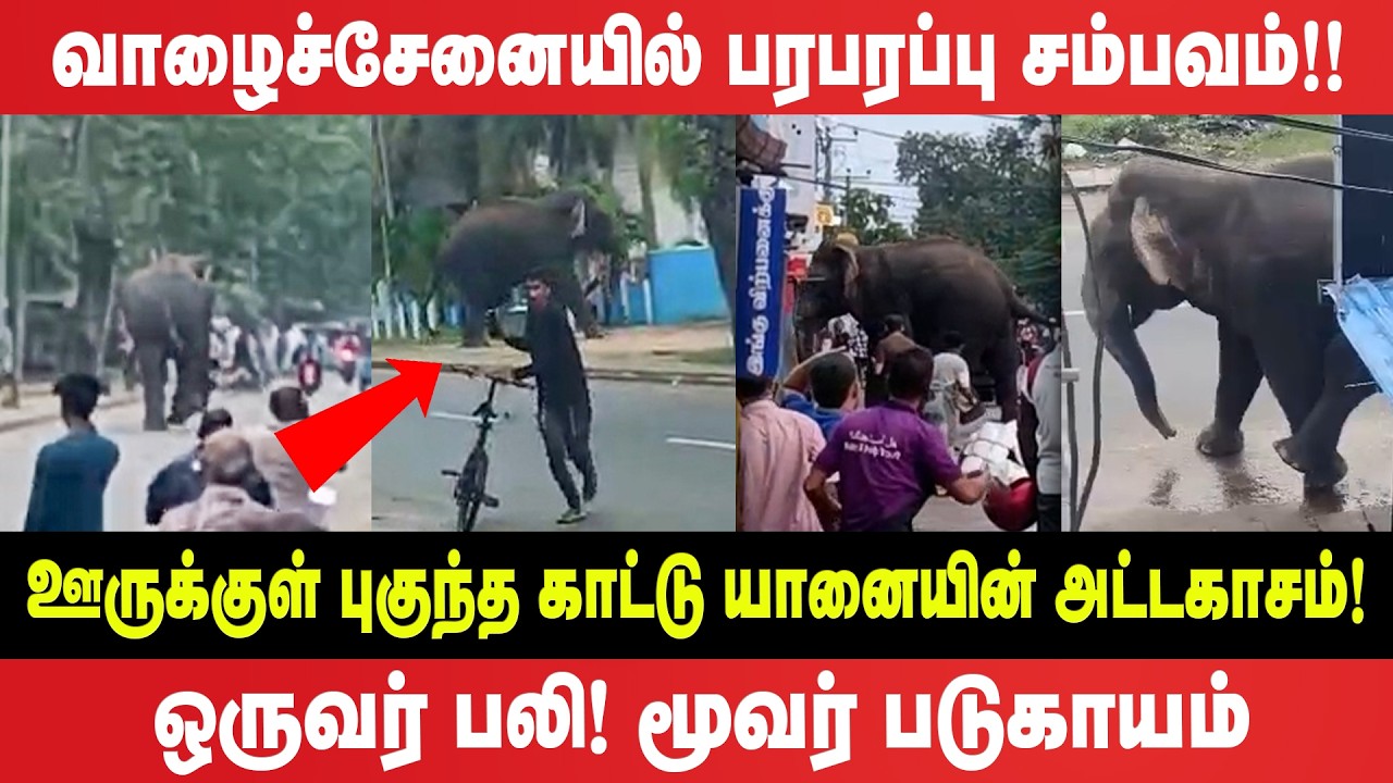 வாழைச்சேனையில் பரபரப்பு! - ஊருக்குள் புகுந்த காட்டு யானையின் அட்டகாசம்! ஒருவர் பலி மூவர் படுகாயம்