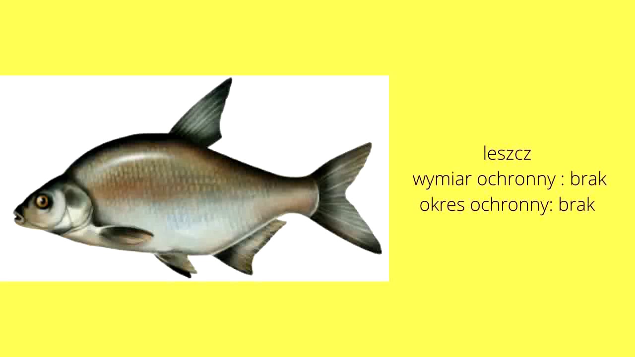 wymiary i okresy ochronne naszych polskich ryb