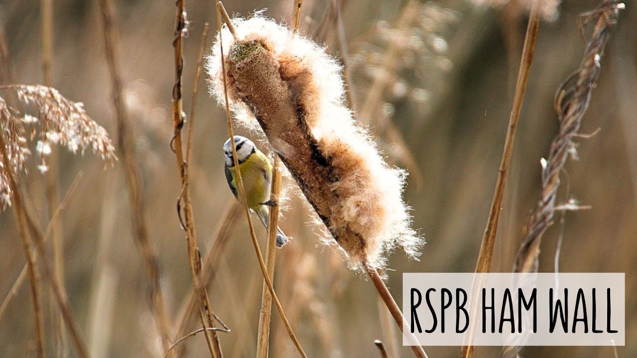 The BEST Bird Watching Location in England? - RSPB Ham Wall - Nature Diaries