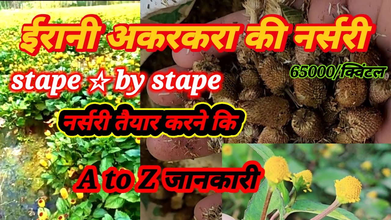 ईरानी अकरकरा की नर्सरी कैसे तैयार करें | erani akarkara ferming A to z information 