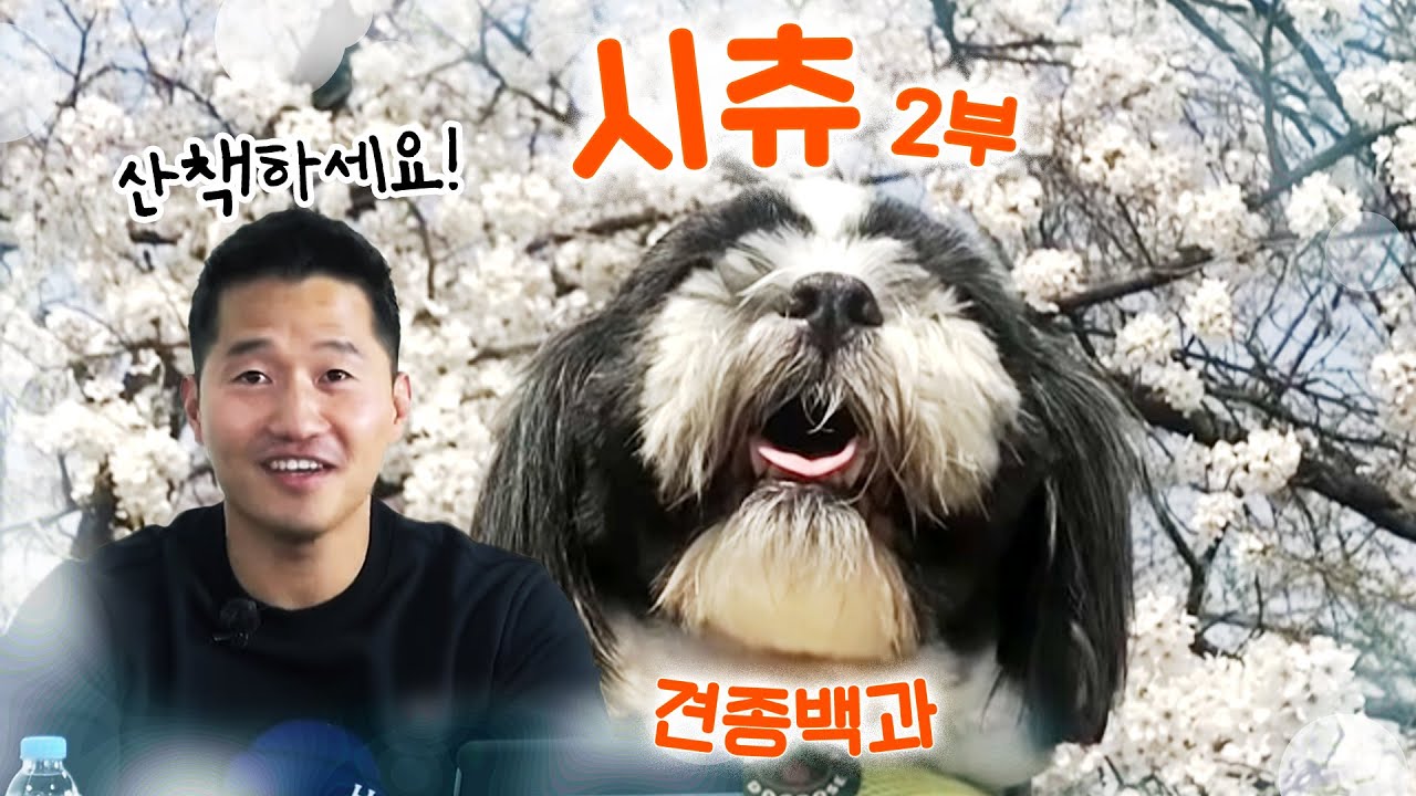 시츄 편 2부｜강형욱의 견종백과