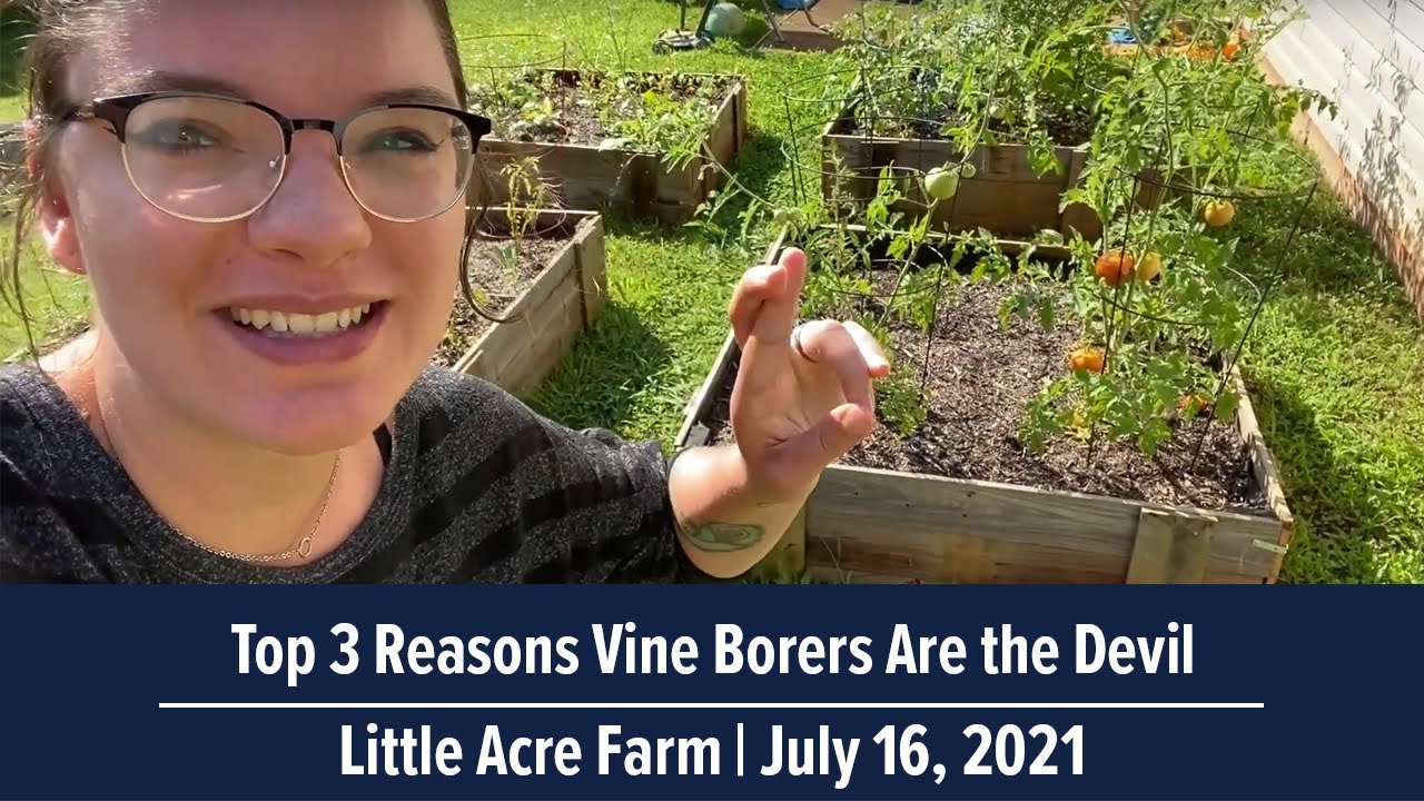 Top 3 Reasons Why Vine Borers Are the Devil | Little Acre Farm Garden Tour July 16, 2021