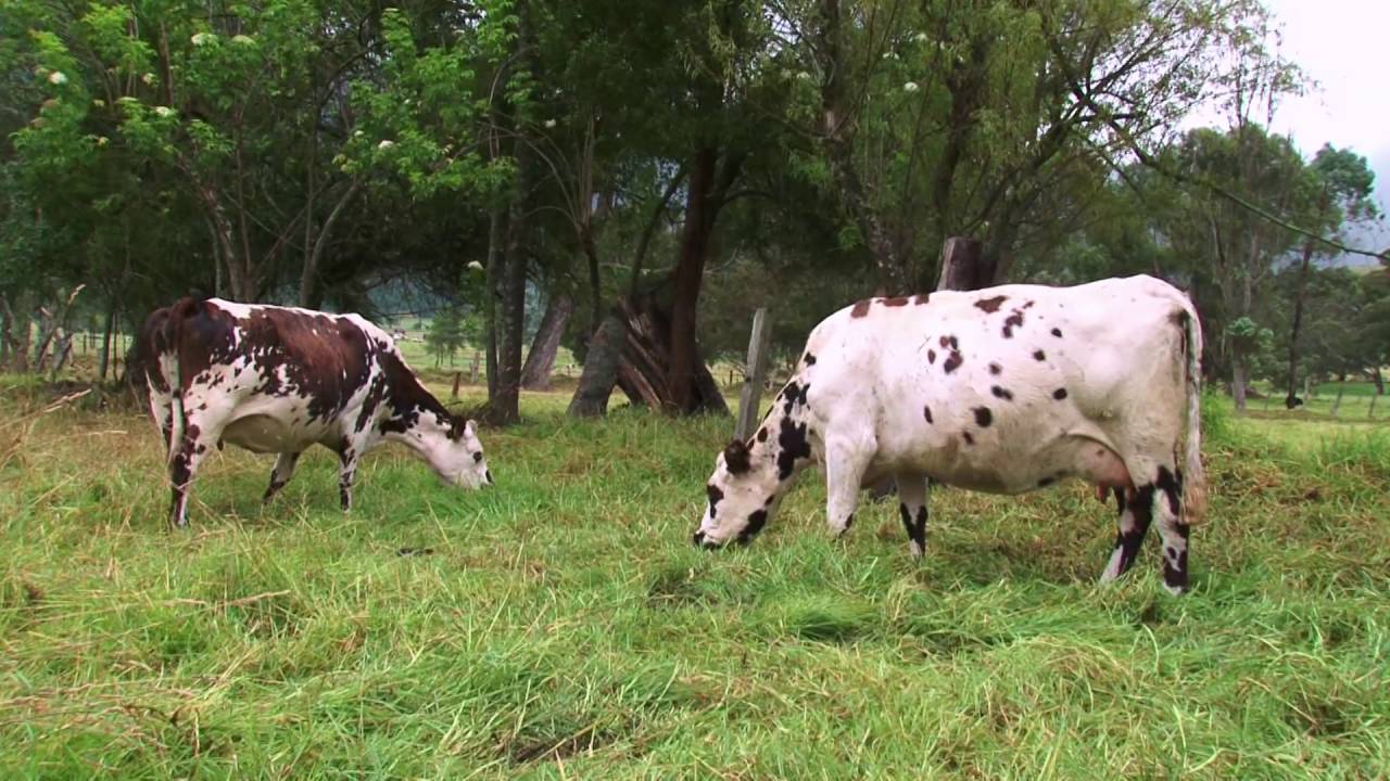 EMPRESARIOS DEL CAMPO ASONORMANDO BELEN - BOYACA 27/08/2016