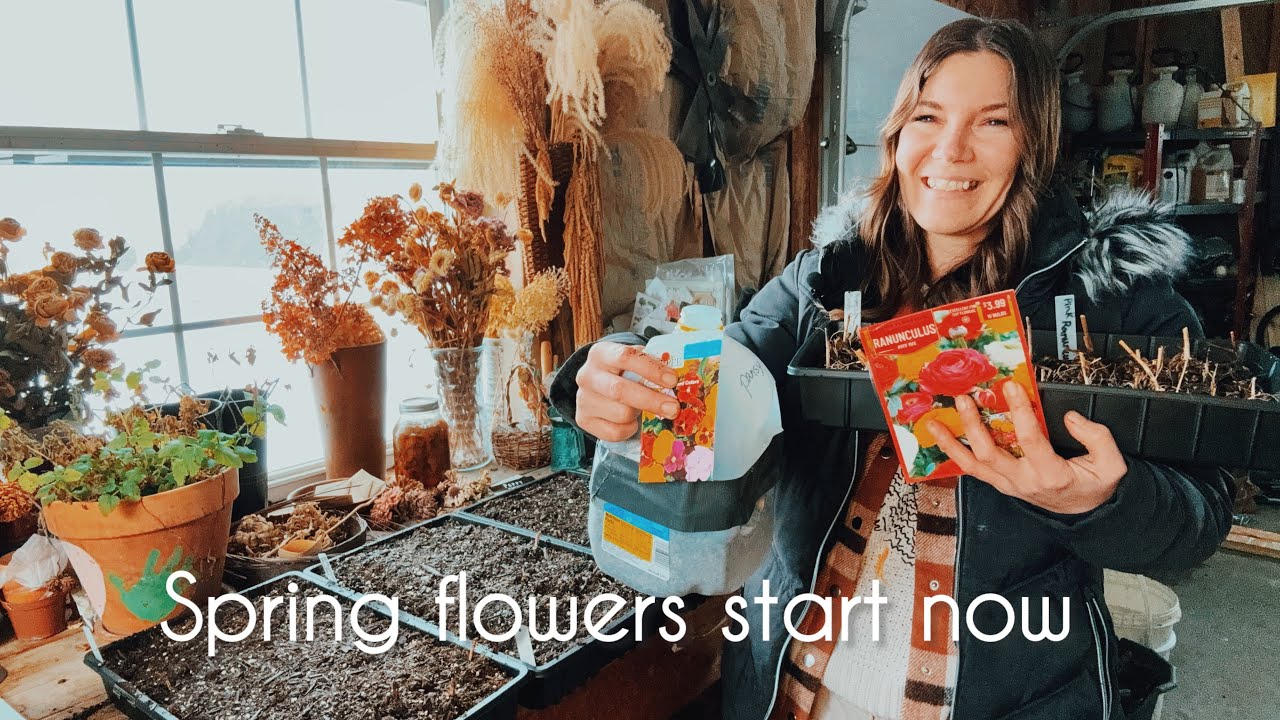 Planting Pansy Seeds 2 Ways (No Grow Light) + Pre-Sprouting Ranunculus 