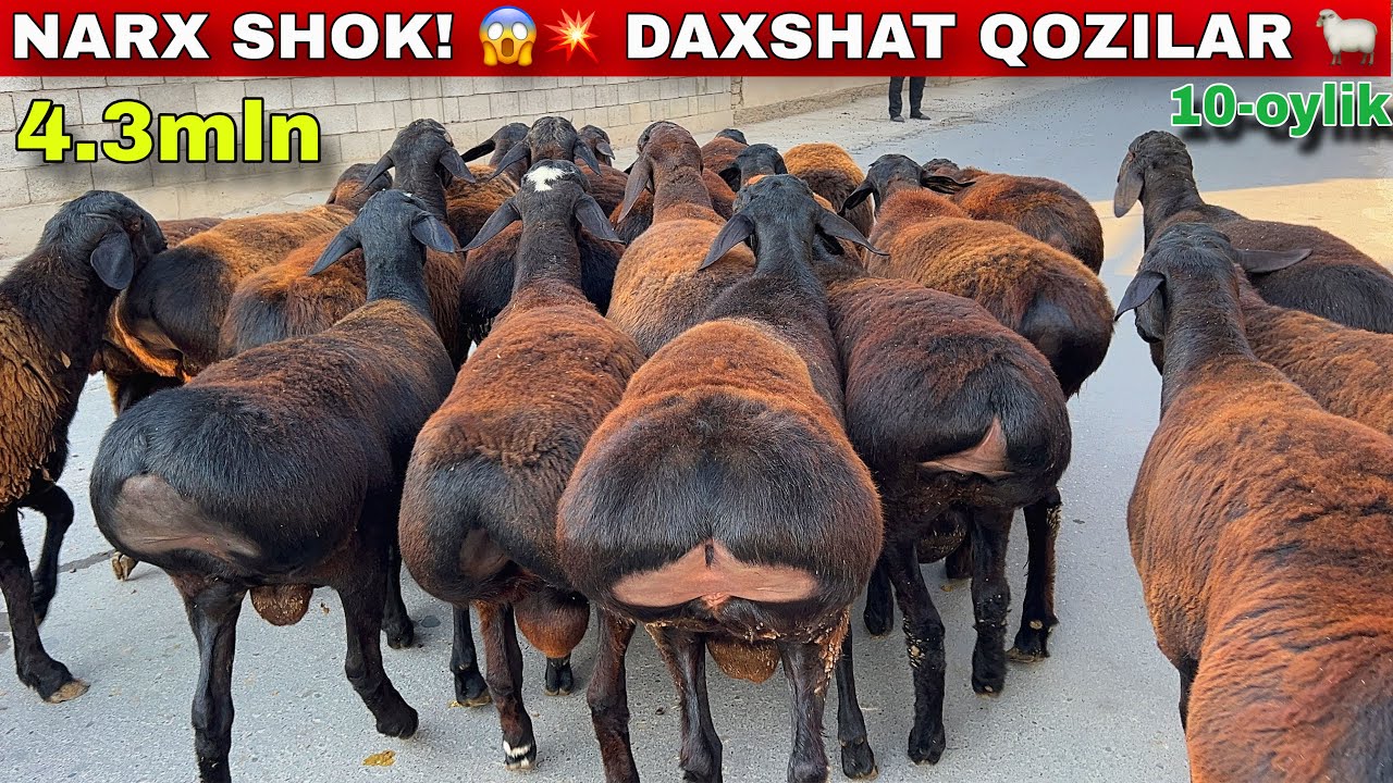 MAMUR AKADA😱 10 OYLIK XISORI QOZILAR KELDI! 💥SHOK ARZON🔥