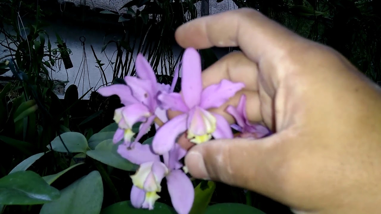 Fases do Desenvolvimento da Cattleya loddigesii